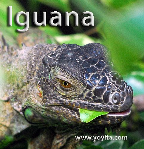 iguana rainforest animal